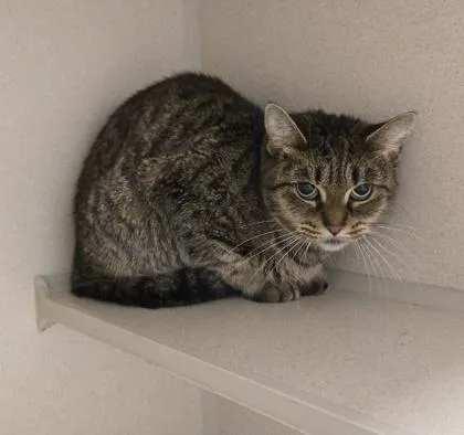 An adult medium-sized female Domestic Short Hair cat named Lucy for adoption in East Brookfield, MA