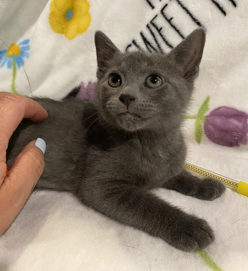 A baby medium-sized male Gray / Blue / Silver Russian Blue cat named Milo for adoption in Long Beach, NY