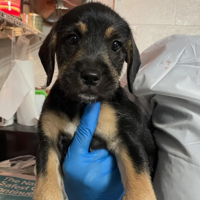 A baby medium-sized female Black Mixed Breed dog named Pom Pom for adoption in Edinburg, TX