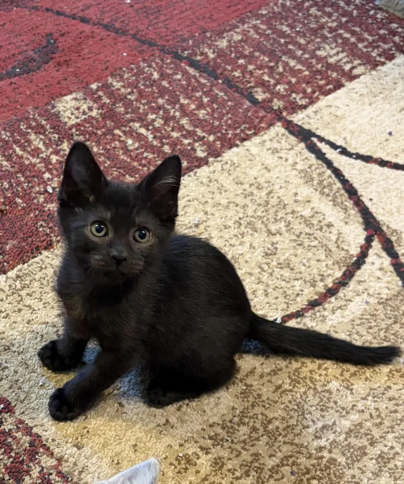 A baby medium-sized male Domestic Short Hair cat named Oliver for adoption in Turnersville, NJ
