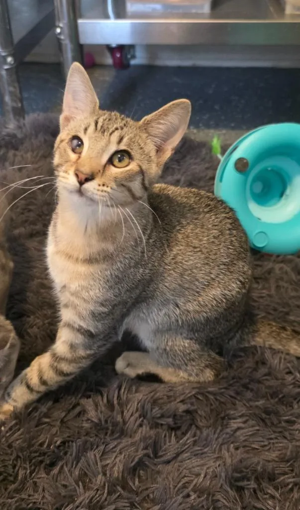 A baby medium-sized male Domestic Short Hair cat named Blues for adoption in Miami, OK
