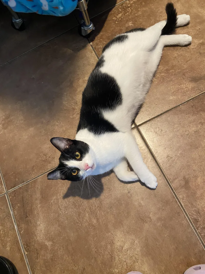 Yin & Yang thumbnail 2