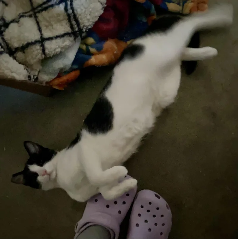 Yin & Yang thumbnail 3