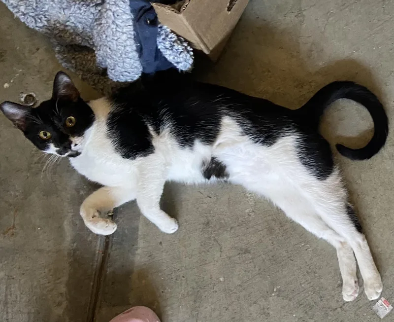 Yin & Yang thumbnail 4