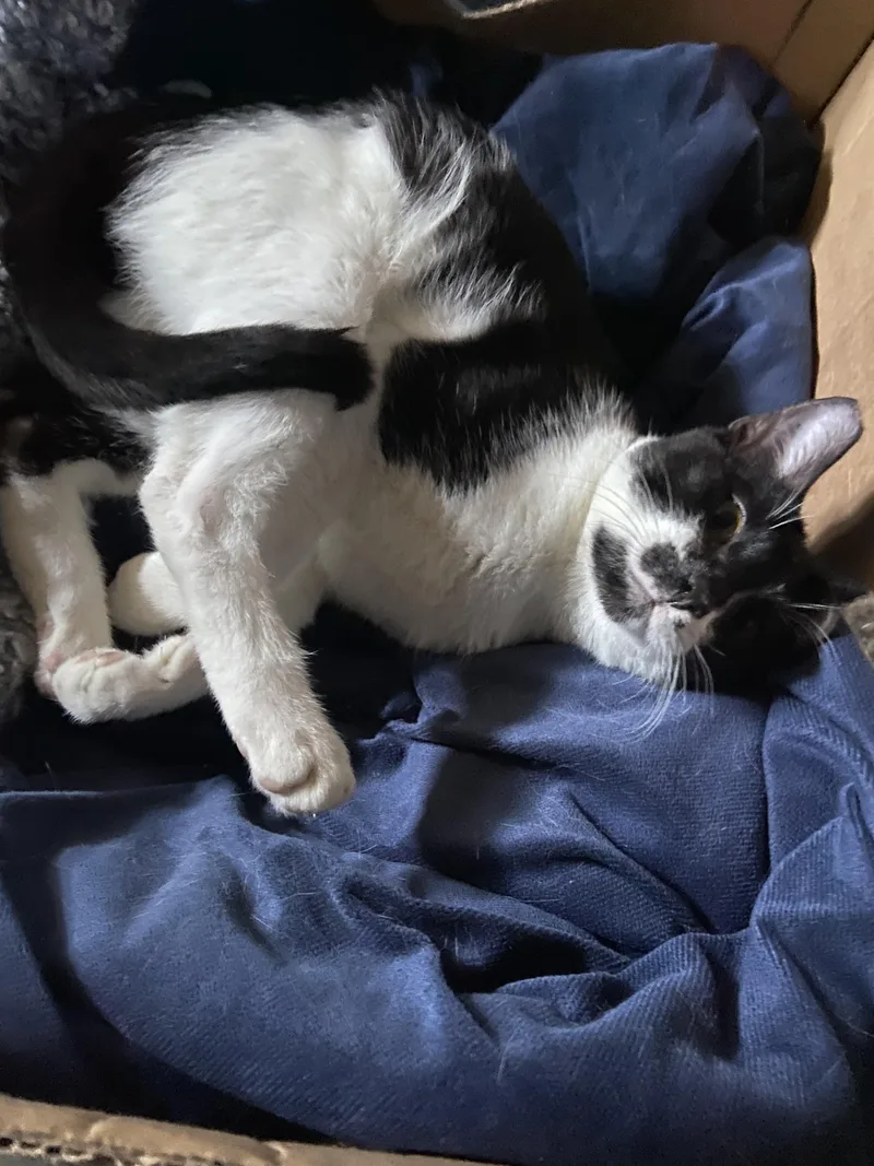 Yin & Yang thumbnail 5