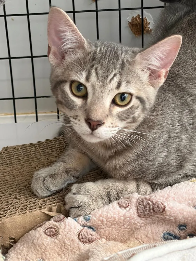 A baby small-sized male Domestic Short Hair cat named Tate for adoption in St. Augustine, FL