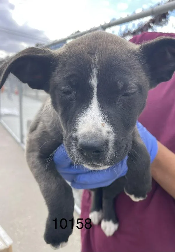 A baby medium-sized female Pit Bull Terrier dog named Pipsqueak for adoption in Victorville, CA
