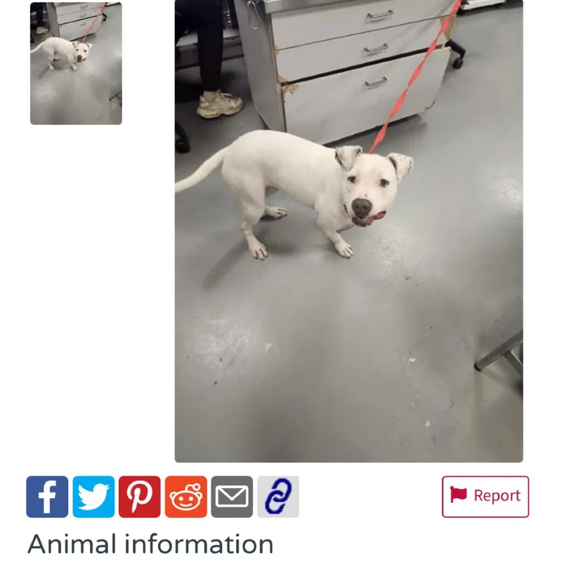 An adult medium-sized female White / Cream Staffordshire Bull Terrier dog named Dot for adoption in San Diego, CA