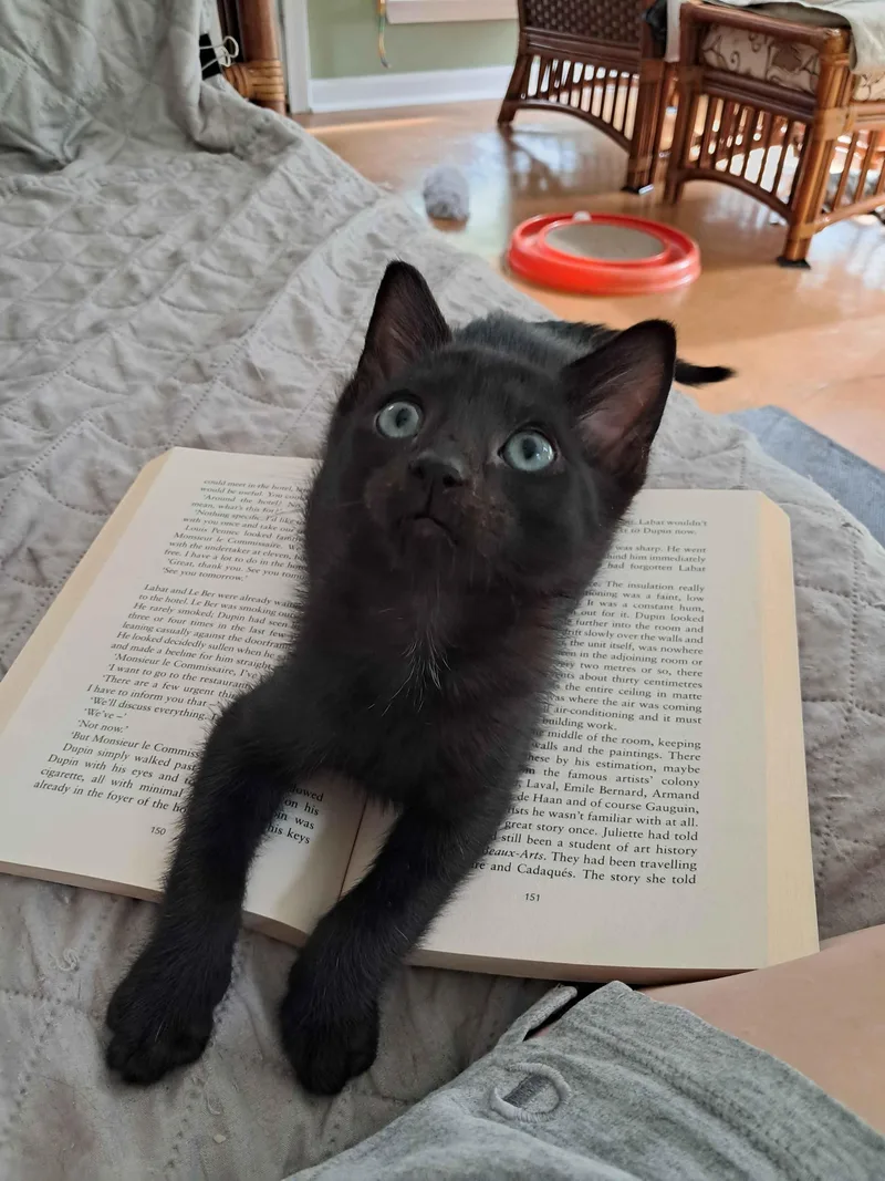 A baby medium-sized male Domestic Short Hair cat named Dewy for adoption in Collierville, TN