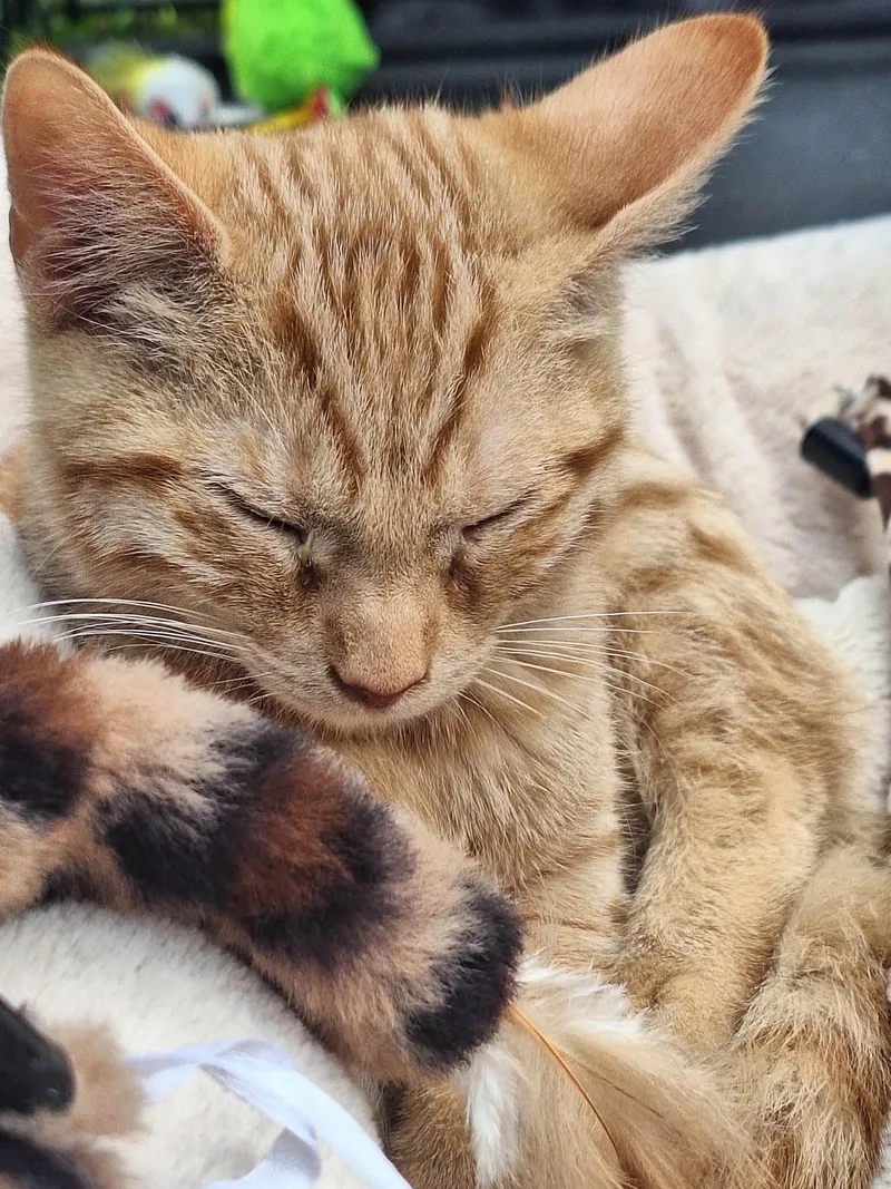 A young medium-sized female American Shorthair cat named Anna for adoption in Elkland, PA