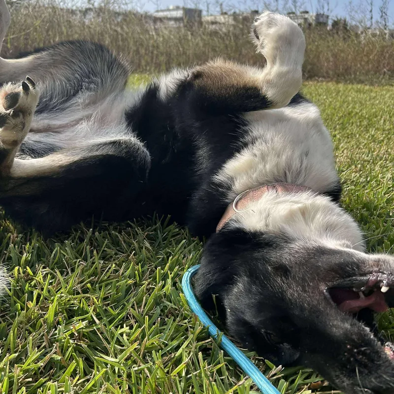 An adult medium-sized female Border Collie dog named Faye for adoption in Pearland, TX
