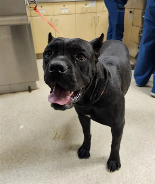 A young medium-sized female Cane Corso dog named Boo for adoption in Riverside, CA