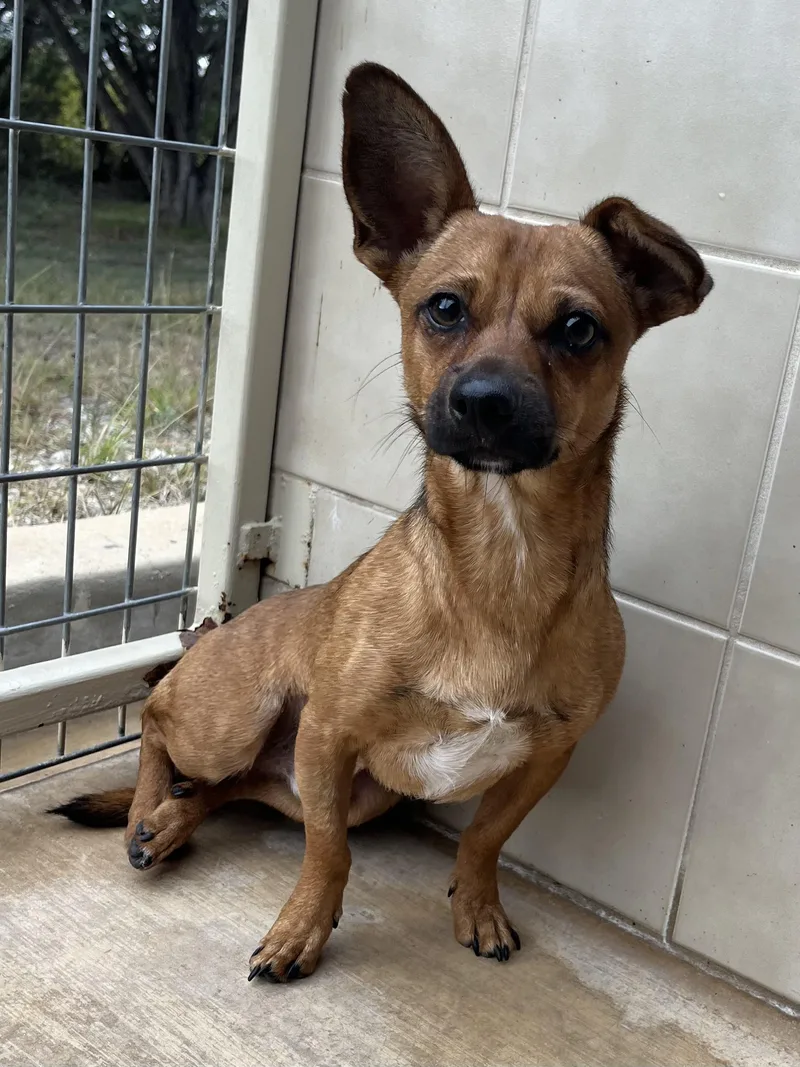 Chestnut thumbnail 2