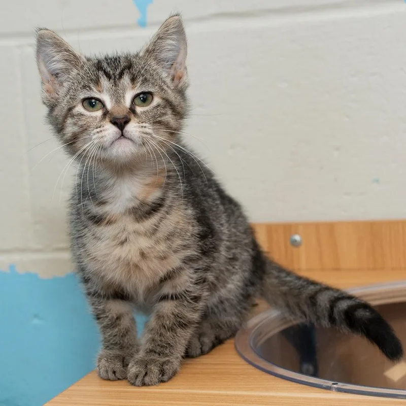 A baby small-sized female Domestic Short Hair cat named Laffy Taffy for adoption in Troy, OH