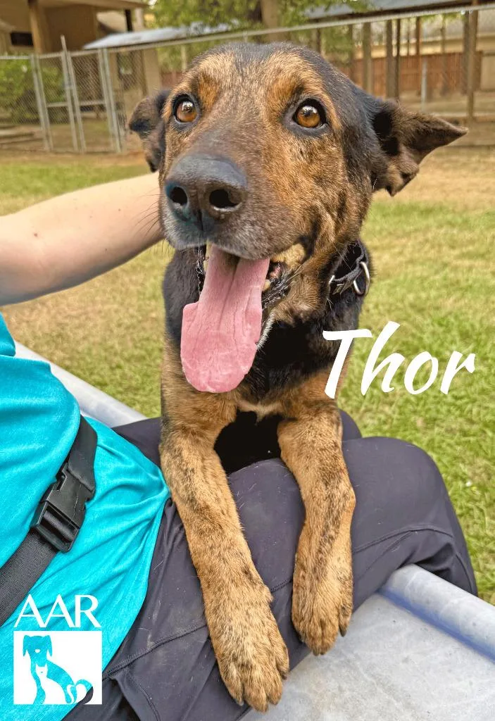 Thor thumbnail 5