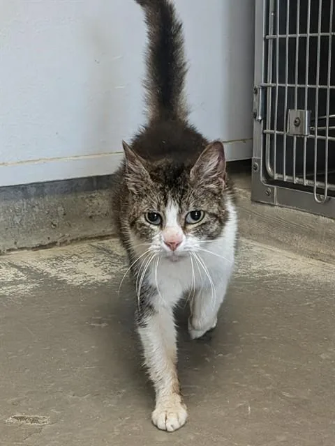 An adult small-sized female Domestic Short Hair cat named Danish for adoption in Camarillo, CA