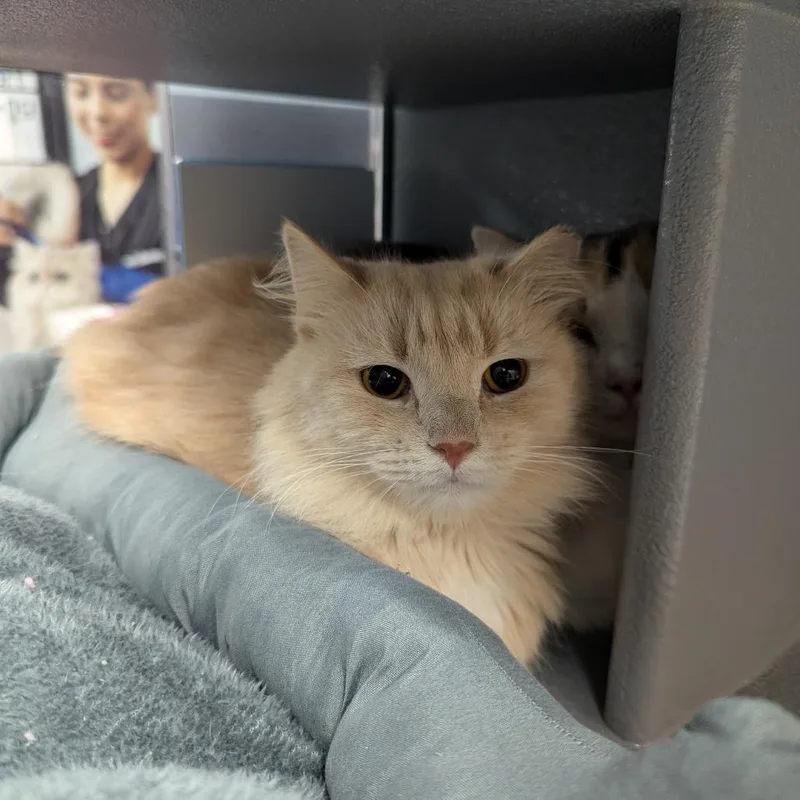An adult small-sized male Buff / Tan / Fawn Domestic Medium Hair cat named Saffron for adoption in Canton, NC