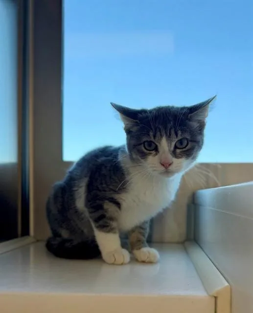 A young small-sized female Domestic Short Hair cat named Tartar Sauce for adoption in Brighton, CO