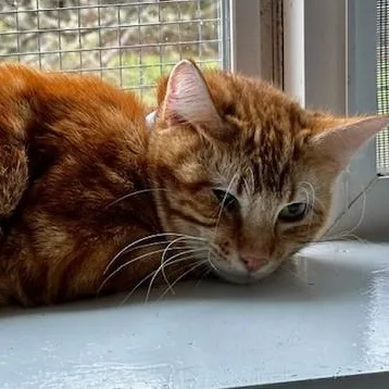 Lex  Big & thumbnail 2