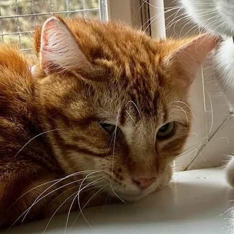 Lex  Big & thumbnail 4