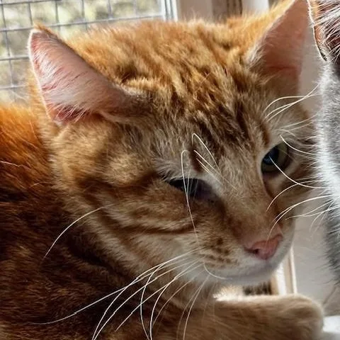 Lex  Big & thumbnail 5