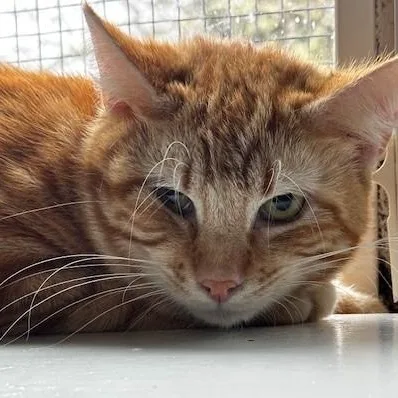 Lex  Big & thumbnail 6