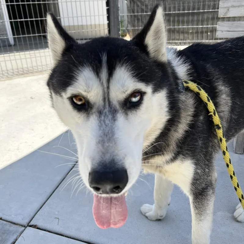 An adult medium-sized male Black Husky dog named Domino for adoption in Hawthorne, CA