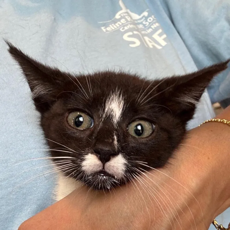 A baby small-sized female Black Domestic Short Hair cat named Star for adoption in Salisbury, MA