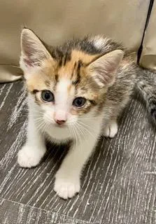 A baby medium-sized female Calico American Shorthair cat named Ryan for adoption in Fredericksburg, OH