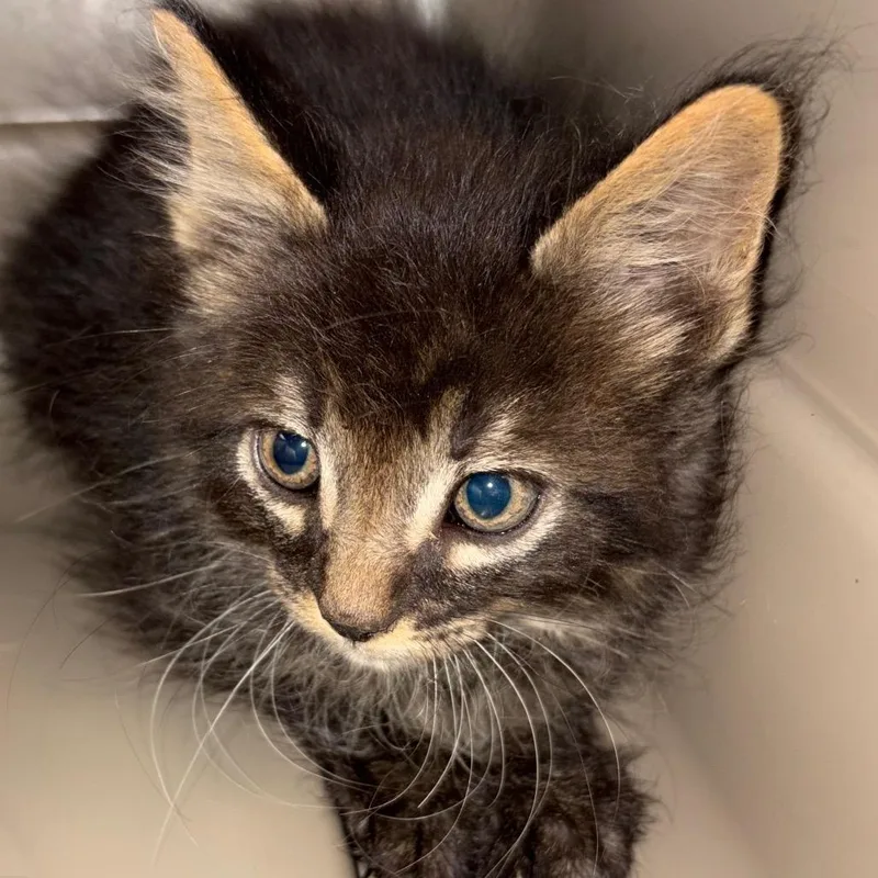 A baby small-sized male Domestic Short Hair cat named Rupert for adoption in Reno, NV