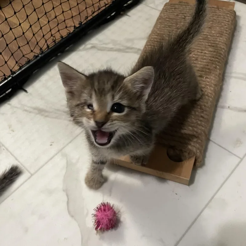 A baby small-sized male Domestic Short Hair cat named Graham for adoption in Ridgely, MD