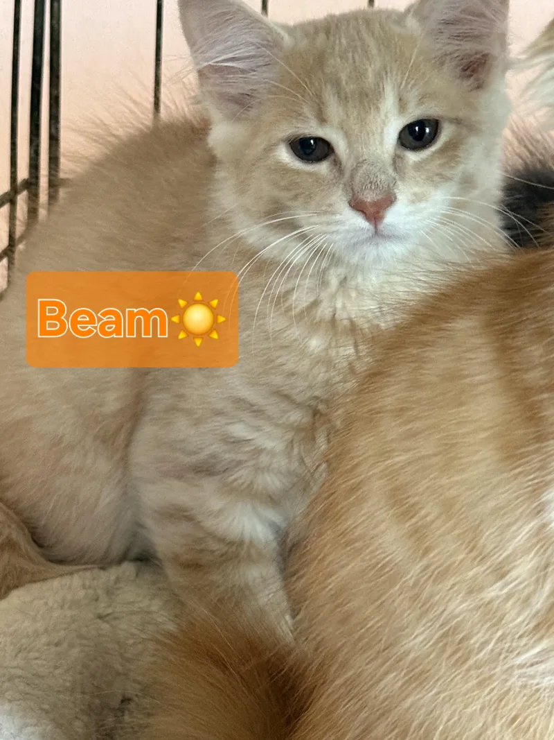 A baby medium-sized male Buff / Tan / Fawn Domestic Medium Hair cat named Beam for adoption in Fort Oglethorpe, GA