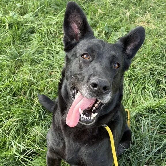 An adult large-sized female Labrador Retriever dog named Boo for adoption in Turlock, CA