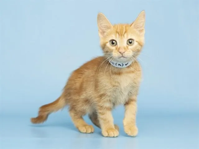A baby small-sized male Domestic Short Hair cat named Po for adoption in Phoenix, AZ