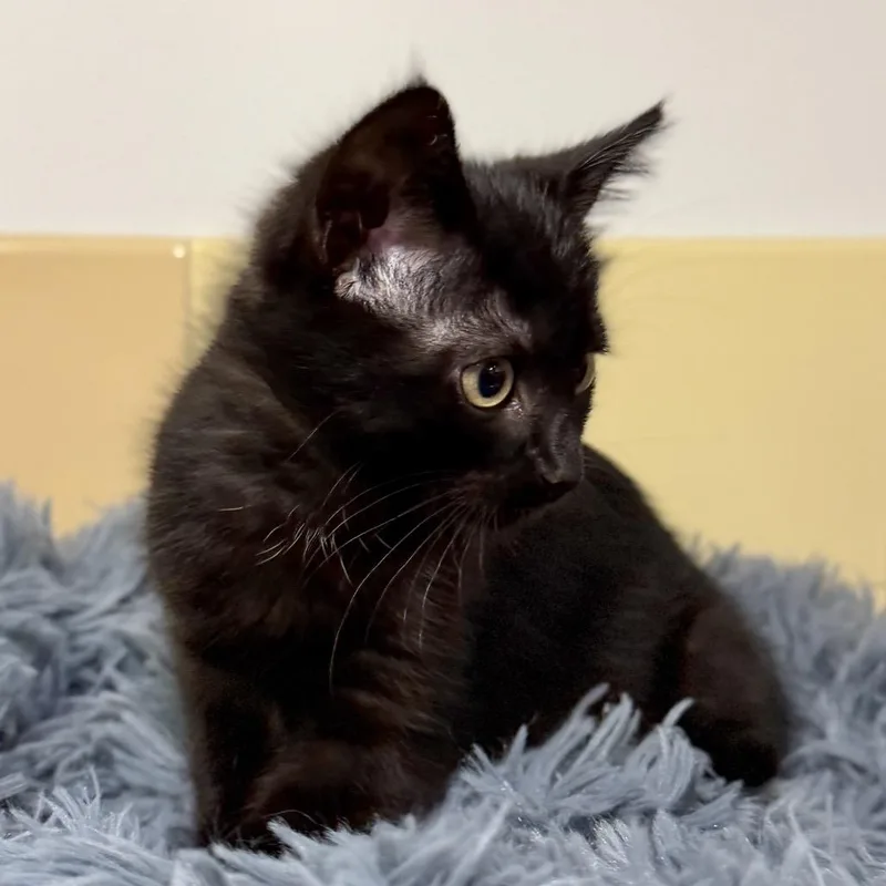 A baby small-sized female Black Domestic Short Hair cat named Black Bean for adoption in East Hampton, NY