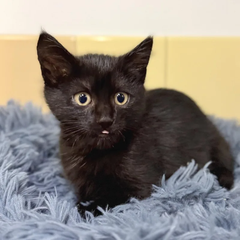 Black Bean thumbnail 2