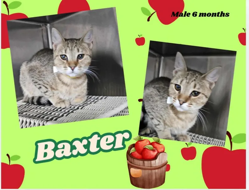 Baxter