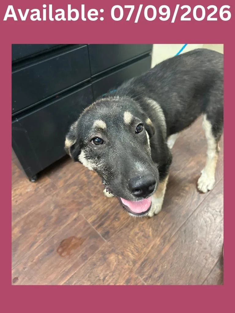 A baby medium-sized female Shepherd dog named Dog Kennel for adoption in Greenville, TX