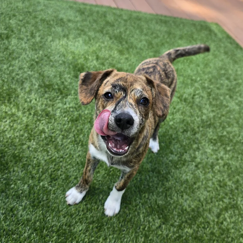 A young small-sized female Brindle Australian Cattle Dog / Blue Heeler dog named Akari for adoption in Buckley, WA