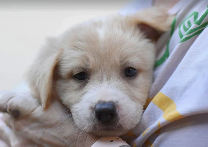 A baby medium-sized male White / Cream Australian Cattle Dog / Blue Heeler dog named Big Al CT for adoption in Vernon, CT