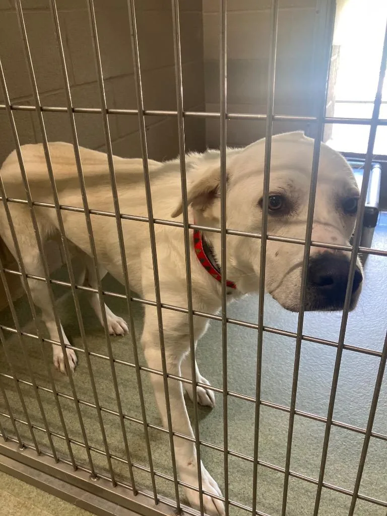 An adult large-sized male Mixed Breed dog named Bubba for adoption in Gallatin, TN