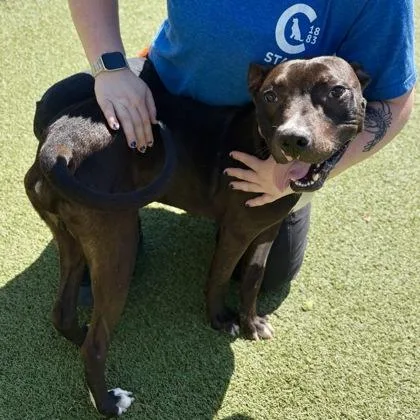 A young medium-sized male Brown / Chocolate Mixed Breed dog named Chocolate for adoption in Hilliard, OH