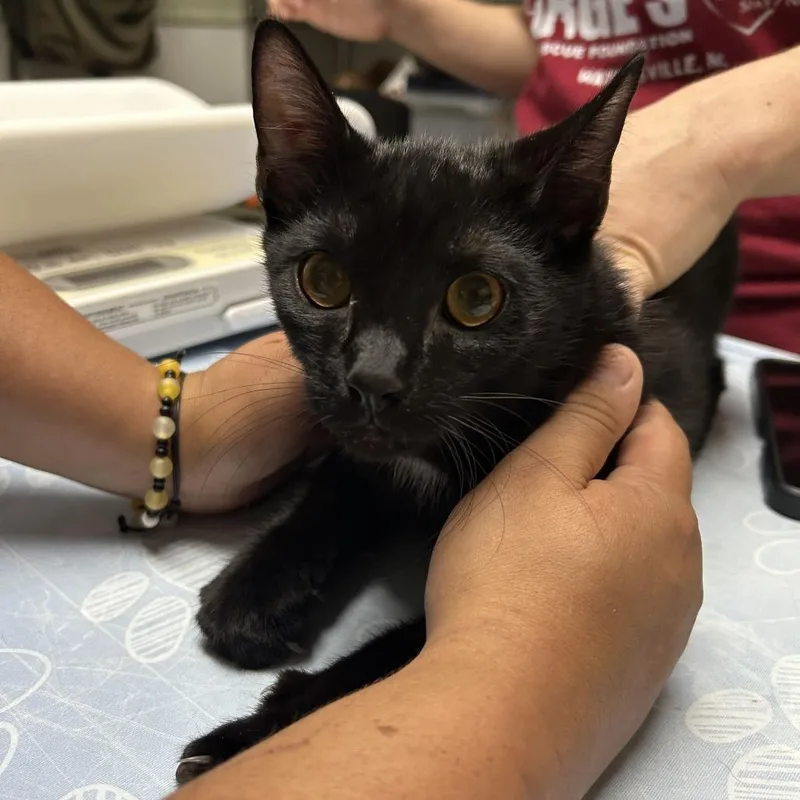A baby medium-sized male Domestic Short Hair cat named Earth for adoption in Waynesville, NC