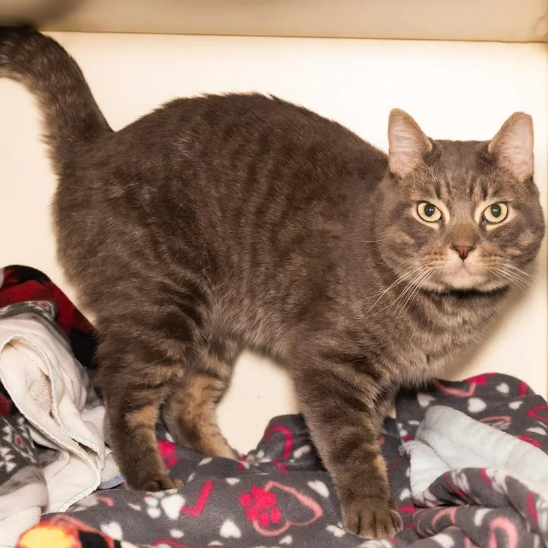 An adult medium-sized male Tabby (Buff / Tan / Fawn) Domestic Short Hair cat named Fang for adoption in Victor, NY