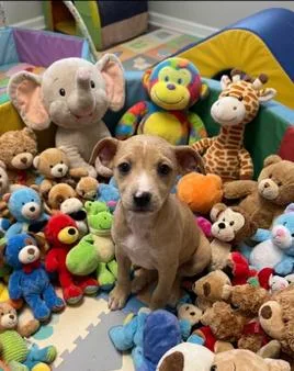 A baby medium-sized female White / Cream Rat Terrier dog named Babe Serena for adoption in Washington, DC