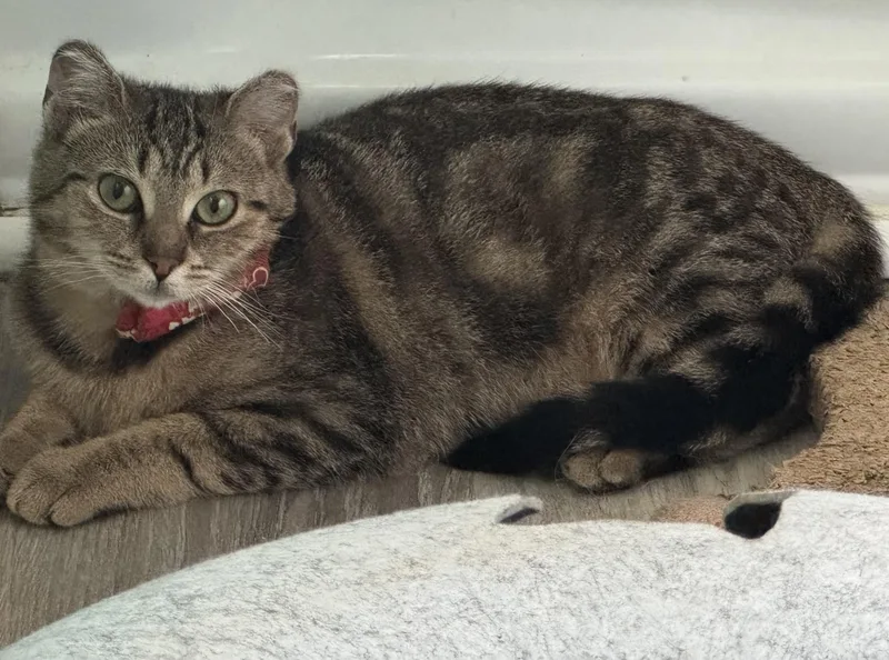 Enya & Martini