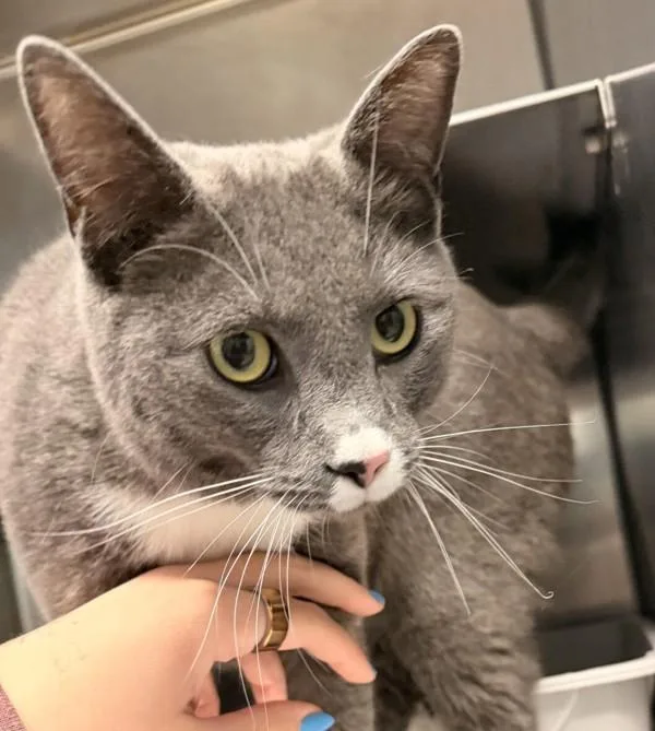 A young medium-sized male Domestic Short Hair cat named Bro for adoption in Golden, CO