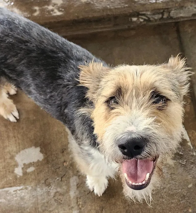 An adult medium-sized male Terrier dog named Quincy for adoption in Midland, TX