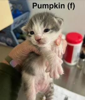 A baby medium-sized female Domestic Short Hair cat named Pumpkin for adoption in Saugerties, NY