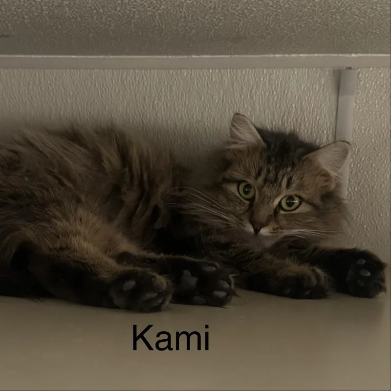 Kami